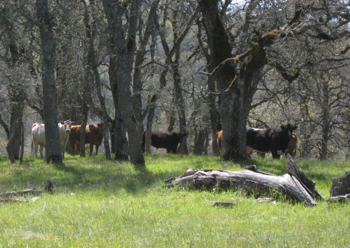 Cows